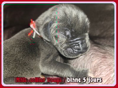 Les chiots de Dogue allemand
