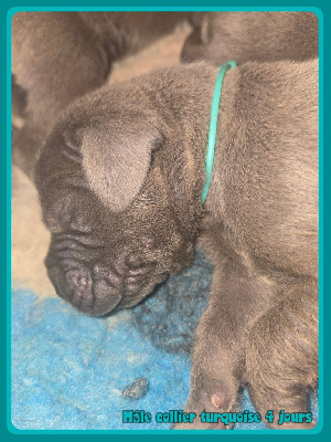 Les chiots de Dogue allemand