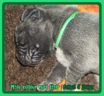 Les chiots de Dogue allemand