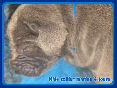 Les chiots de Dogue allemand