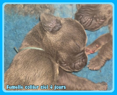 Les chiots de Dogue allemand
