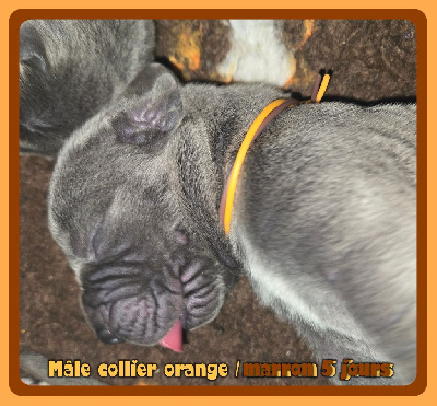 Les chiots de Dogue allemand