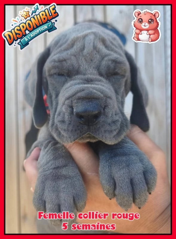 Dogue allemand - de la Lande des Géants Bleus
