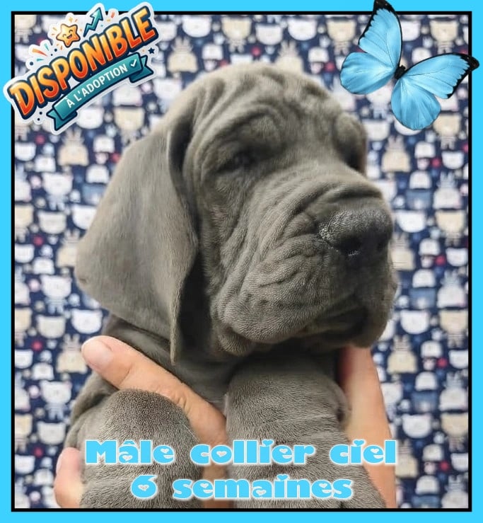 Dogue allemand - de la Lande des Géants Bleus