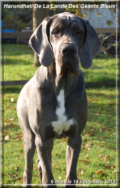 Harundhati de la Lande des Géants Bleus - Très prometteur Meilleur baby de la Régionale