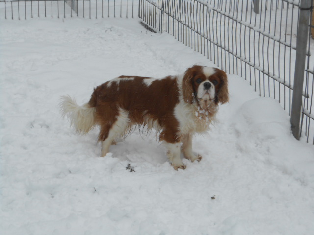 Publication : of Shana Dreams