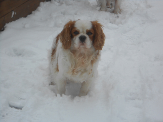 Publication : of Shana Dreams