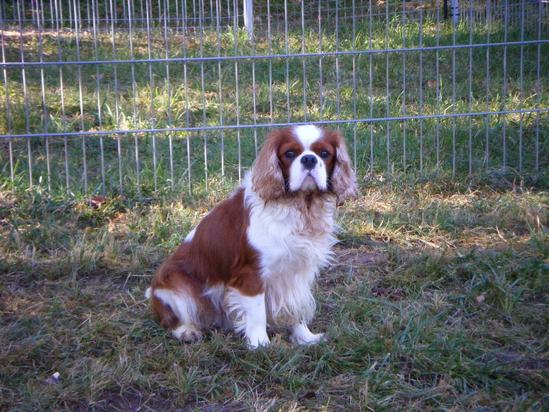 Publication : of Shana Dreams