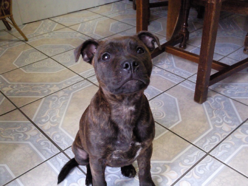 Publication : of Shana Dreams