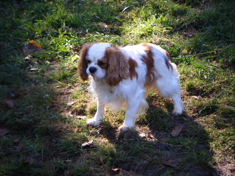 Publication : of Shana Dreams