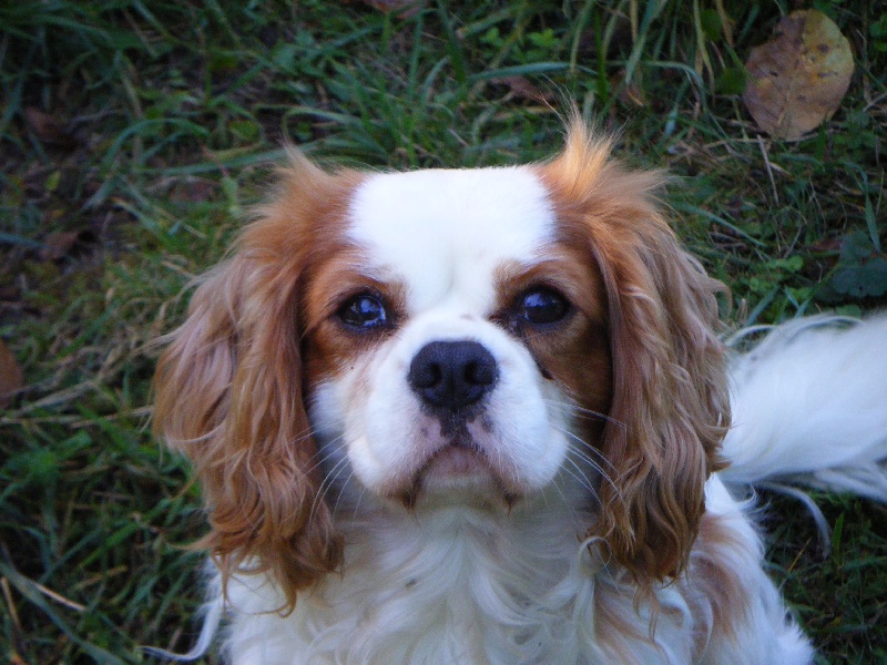 Publication : of Shana Dreams