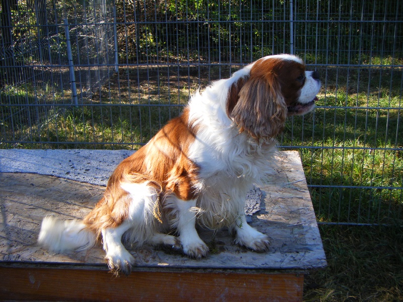 Publication : of Shana Dreams