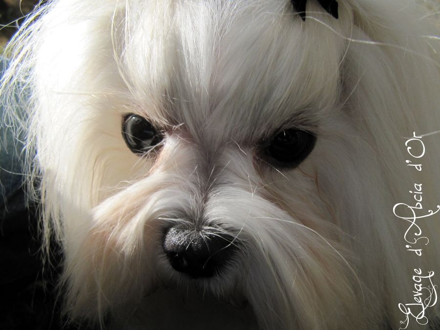 Publication : d'Abcia d'Or