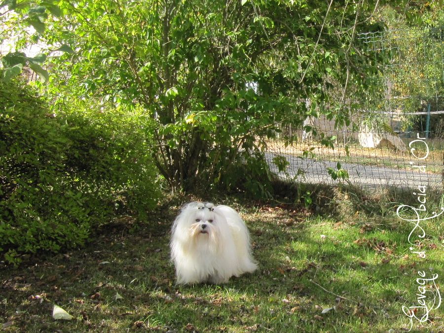 Publication : d'Abcia d'Or