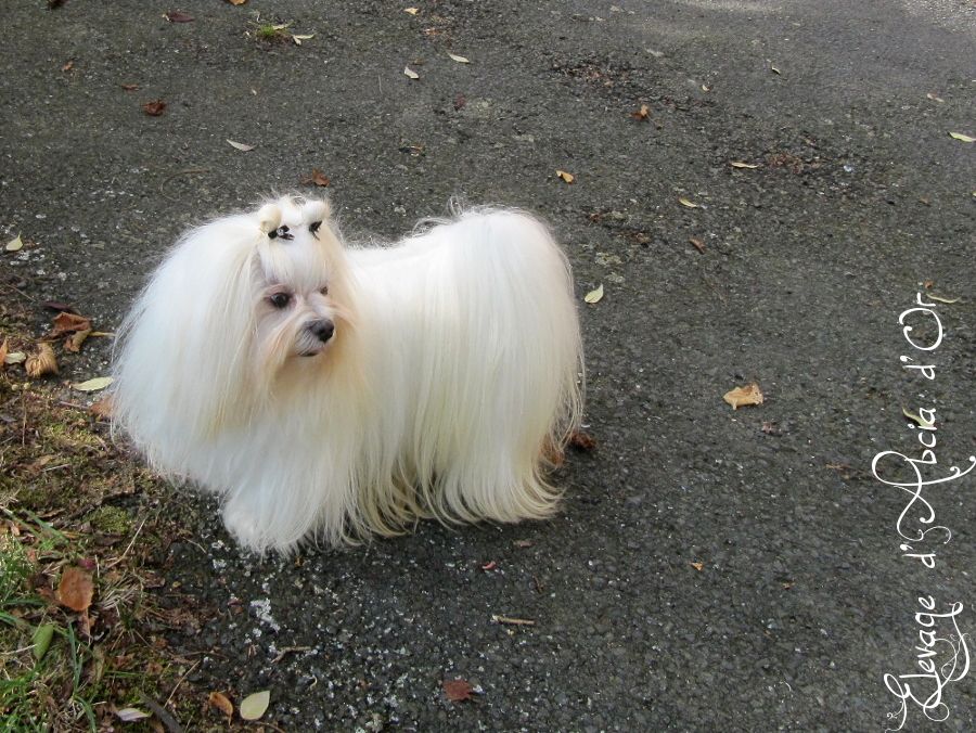 Publication : d'Abcia d'Or