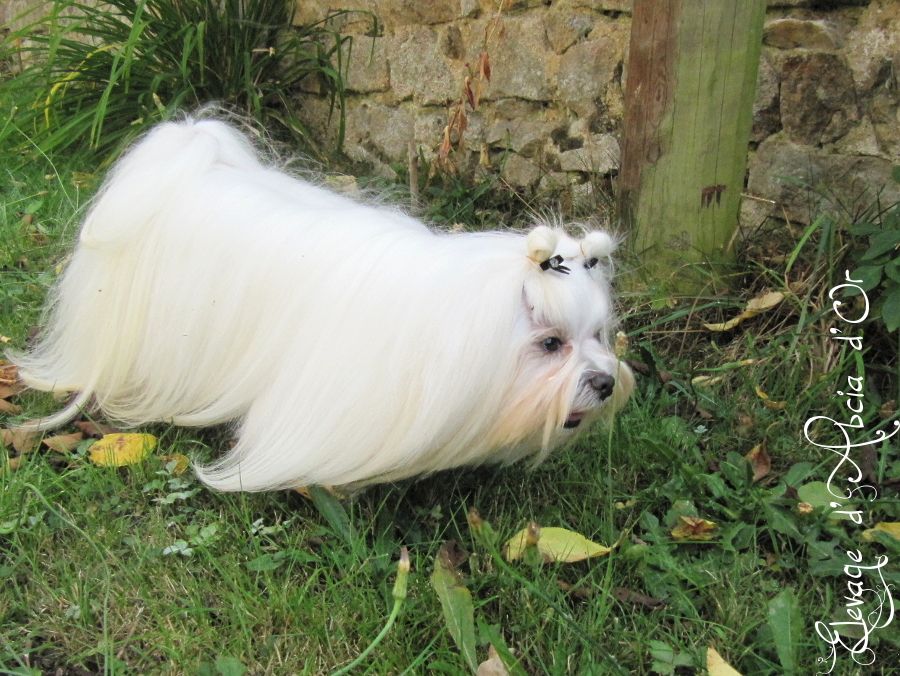 Publication : d'Abcia d'Or