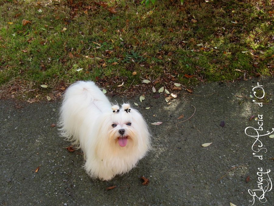 Publication : d'Abcia d'Or