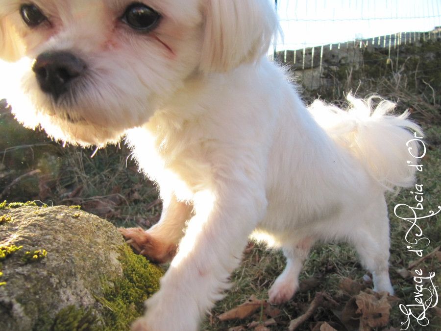 Publication : d'Abcia d'Or