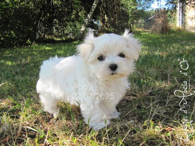Les chiots de Bichon maltais