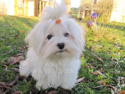 Les chiots de Bichon maltais