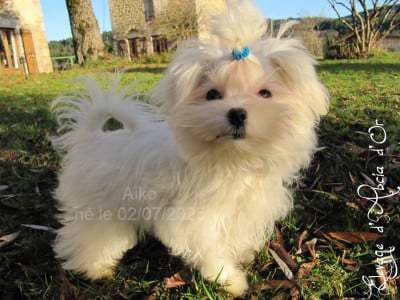 Les chiots de Bichon maltais