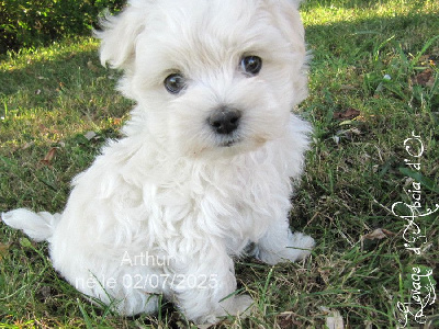 Les chiots de Bichon maltais