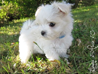 Les chiots de Bichon maltais