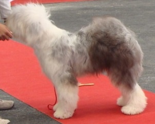 Commedia dell'arte of the Arabian Nights - 2 ème . TRES PROMETTEUR