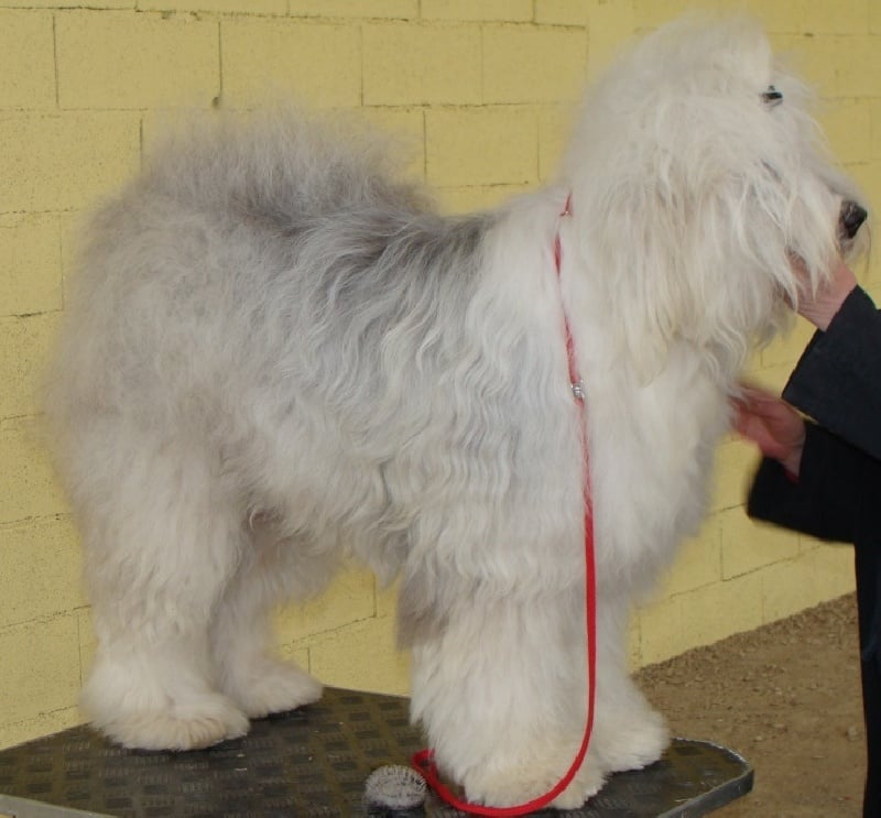 Commedia dell'arte of the Arabian Nights - 1ière Excellent ; Classe Intermédiaire