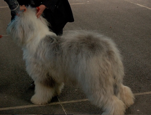 Commedia dell'arte of the Arabian Nights - Classe Jeune : 2 ème excellent .