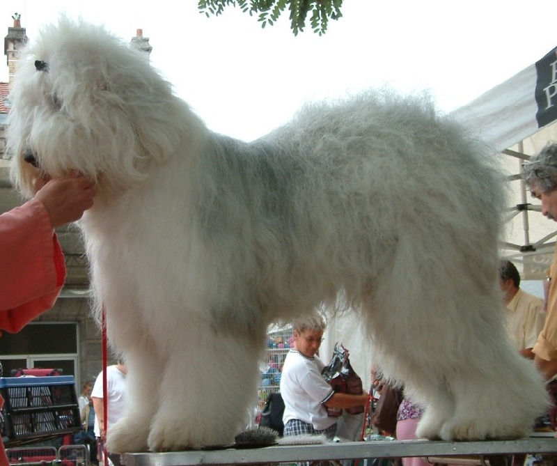 Commedia dell'arte of the Arabian Nights - 1 excellent. CACS. Meilleur de race