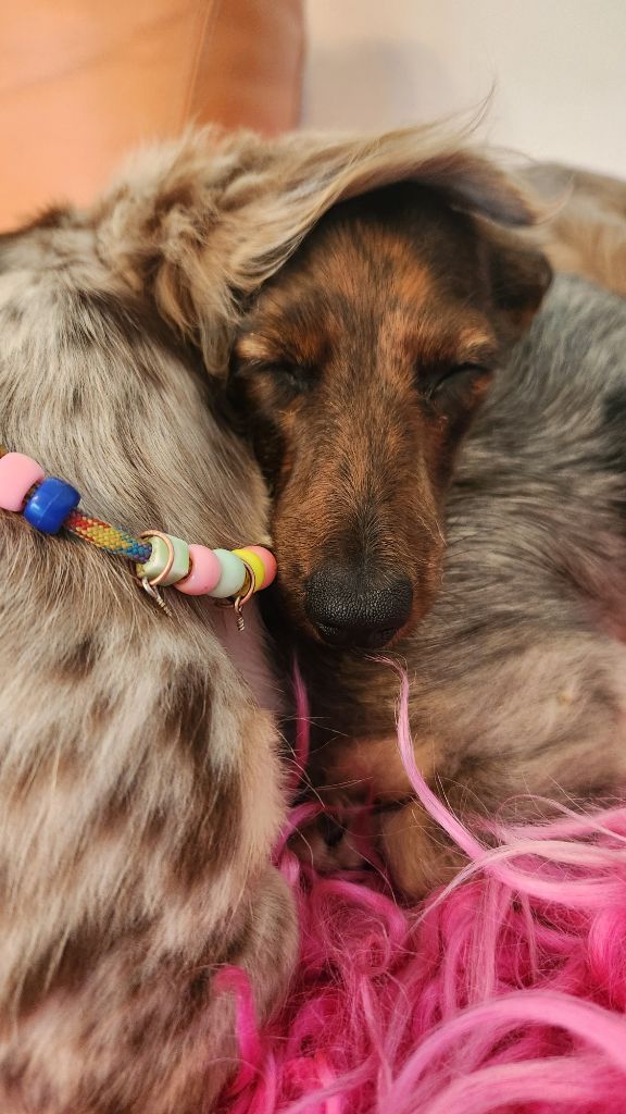 Publication : au Paradis des Poilus Auteur : Seda-Marie Gabrache