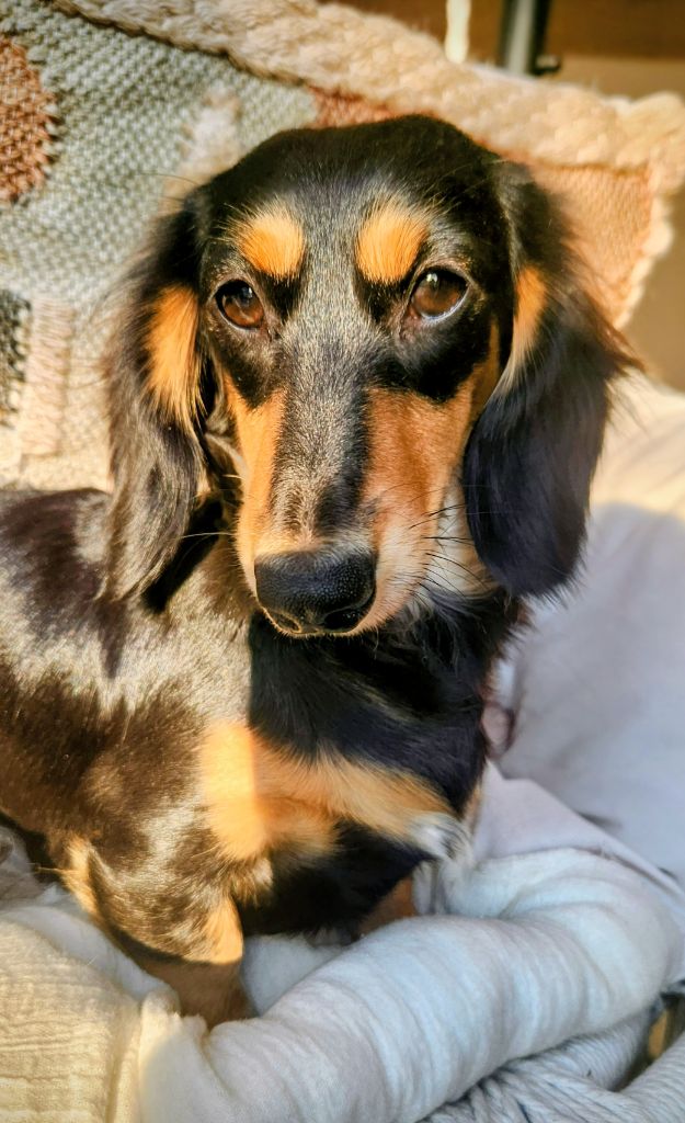 Littl Fut Olinda ( pepsy)