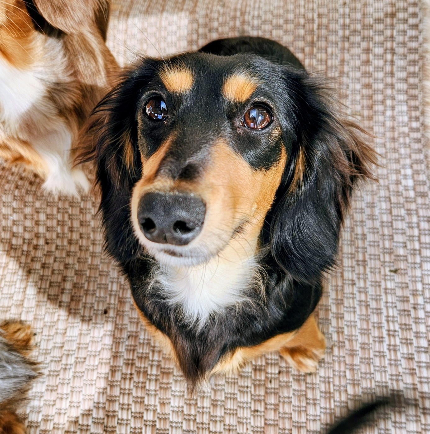 Littl Fut Olinda (pepsy)