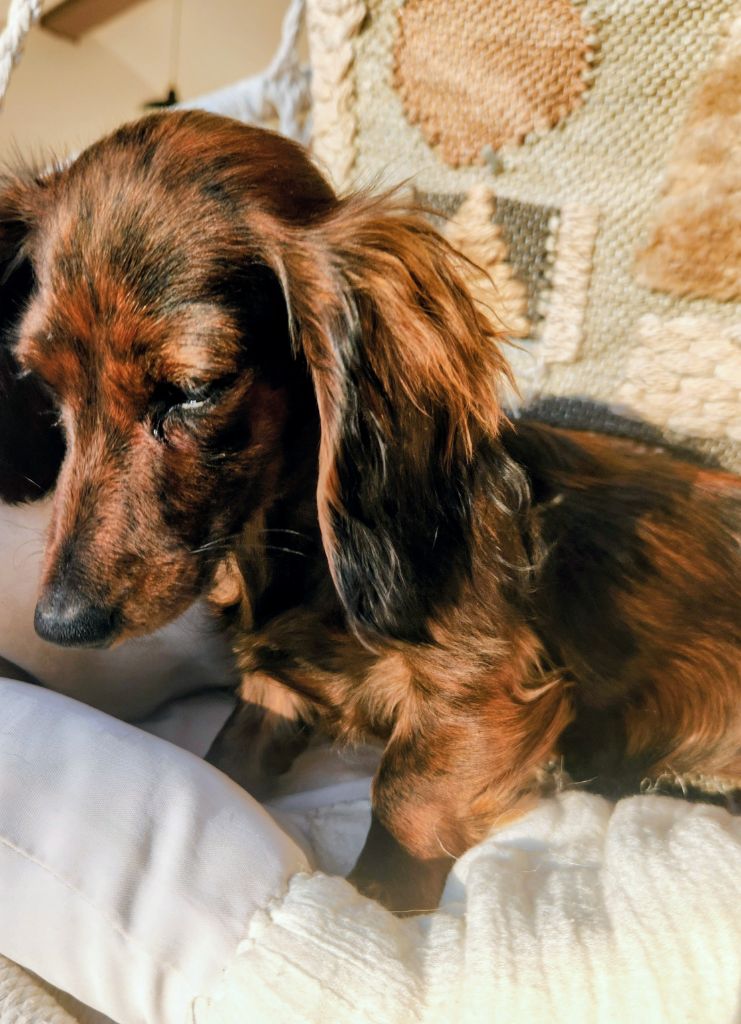 Publication : au Paradis des Poilus Auteur : Seda-Marie Gabrache