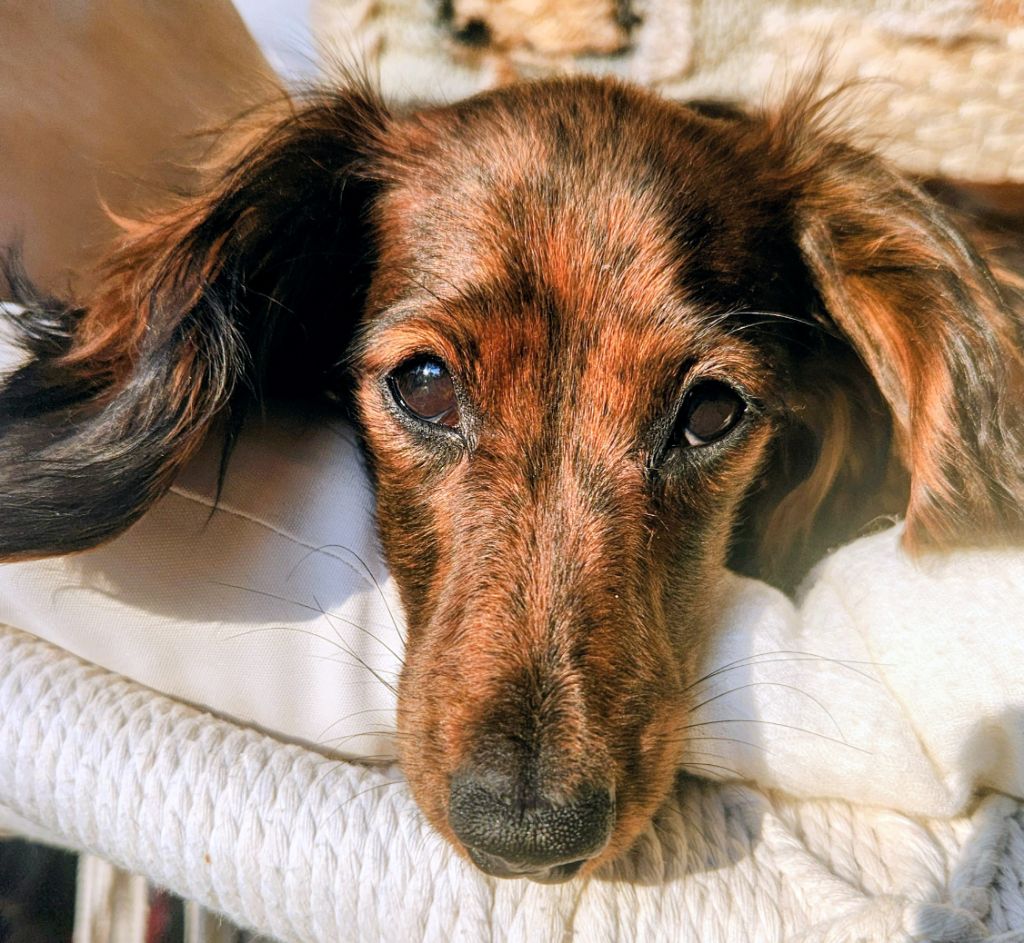 Publication : au Paradis des Poilus Auteur : Seda-Marie Gabrache