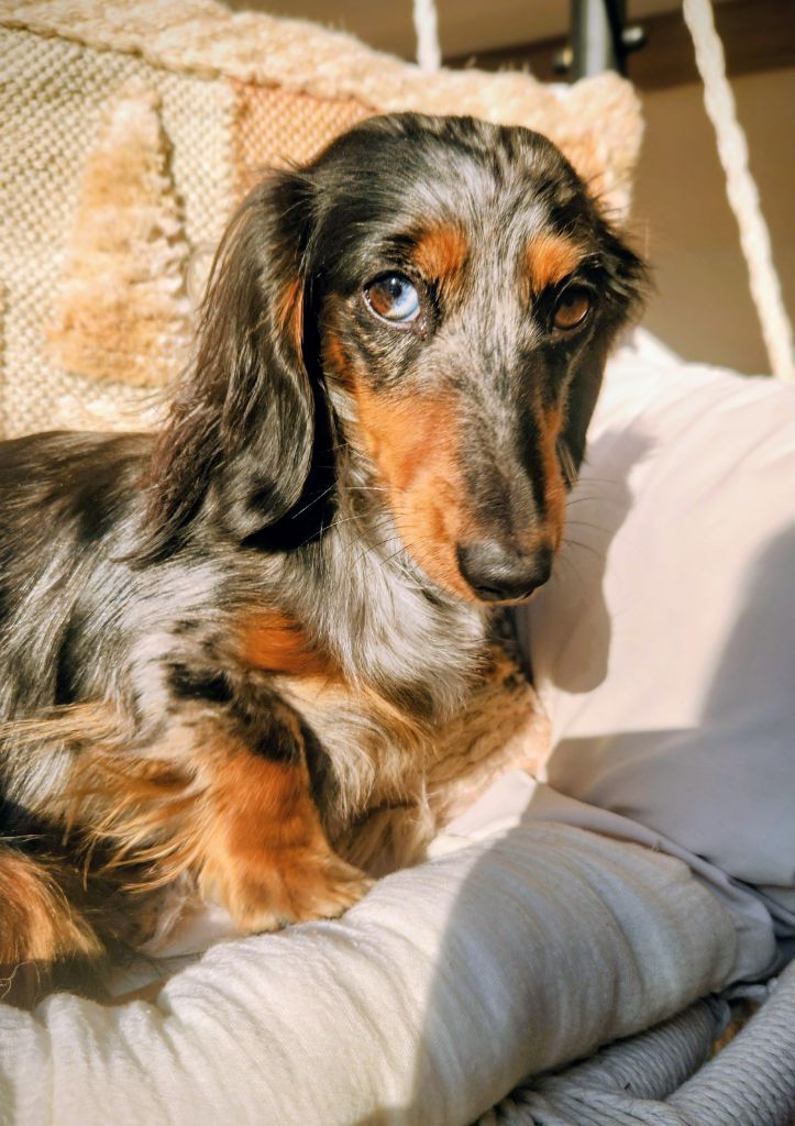 Venus Des Anges De L'apocalypse