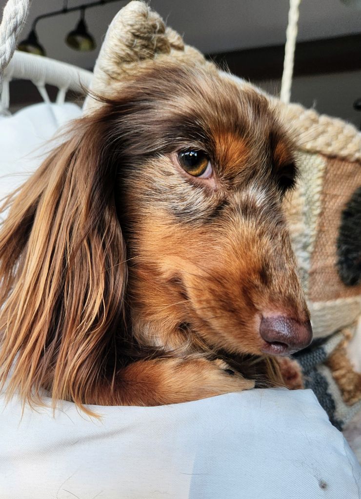 Very beautiful moshi des P'tits Cartoons