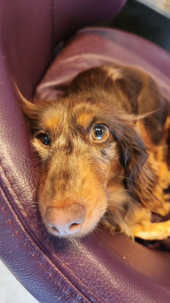 Very beautiful moshi des P'tits Cartoons