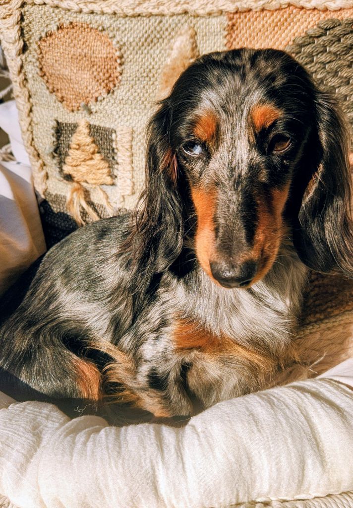 Venus Des Anges De L'apocalypse