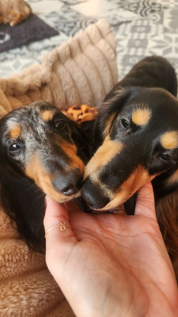 Littl Fut Olinda ( pepsy)