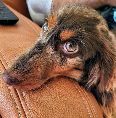 au Paradis des Poilus