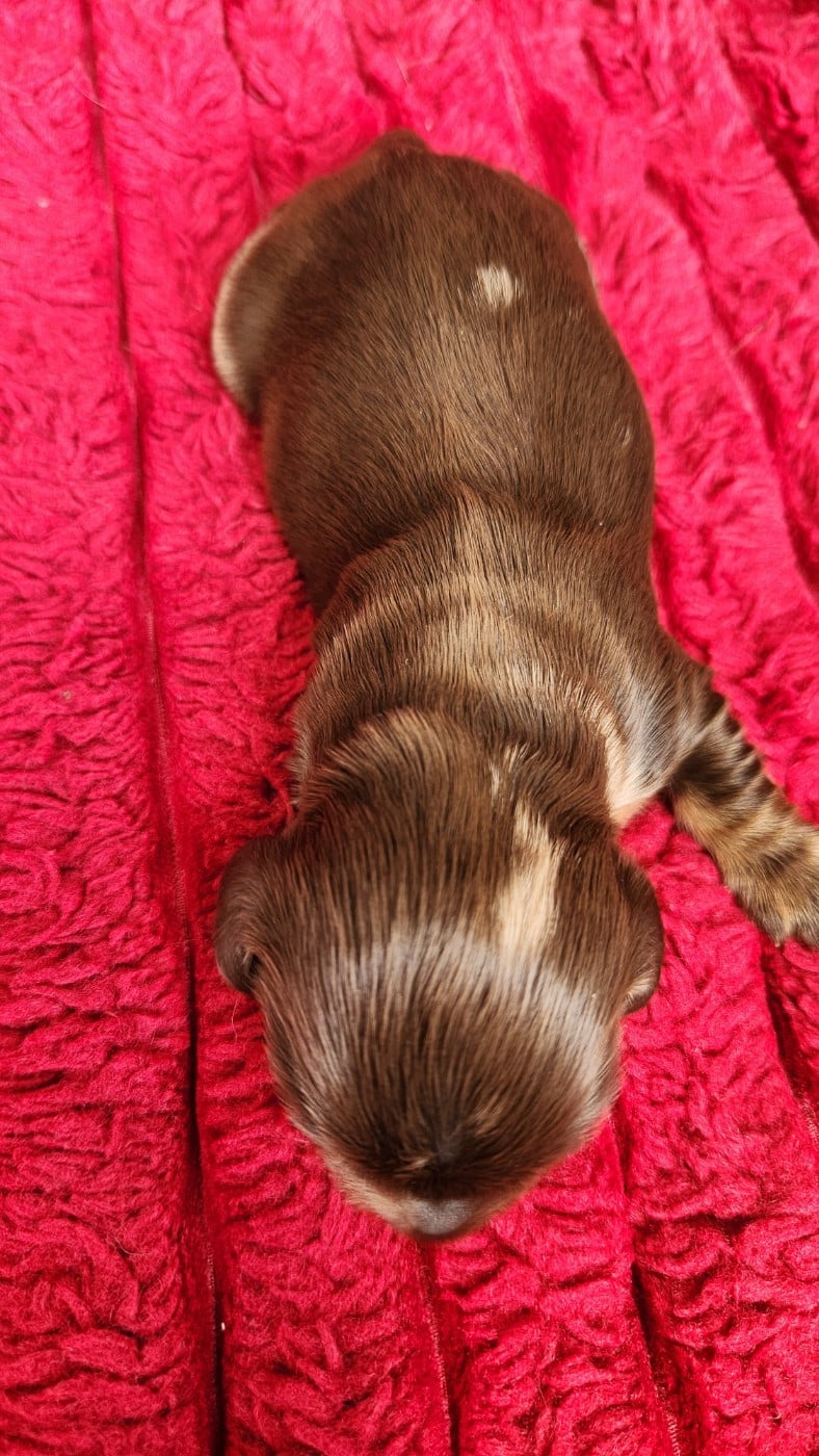 Femelle Kaninchen/ naine merle ( arlequin) marron