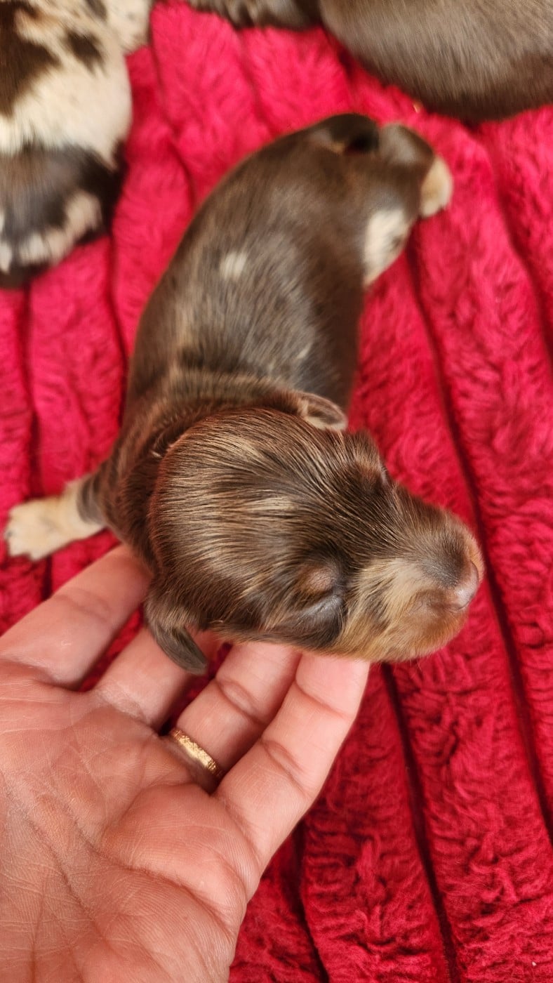Femelle Kaninchen/ naine merle ( arlequin) marron