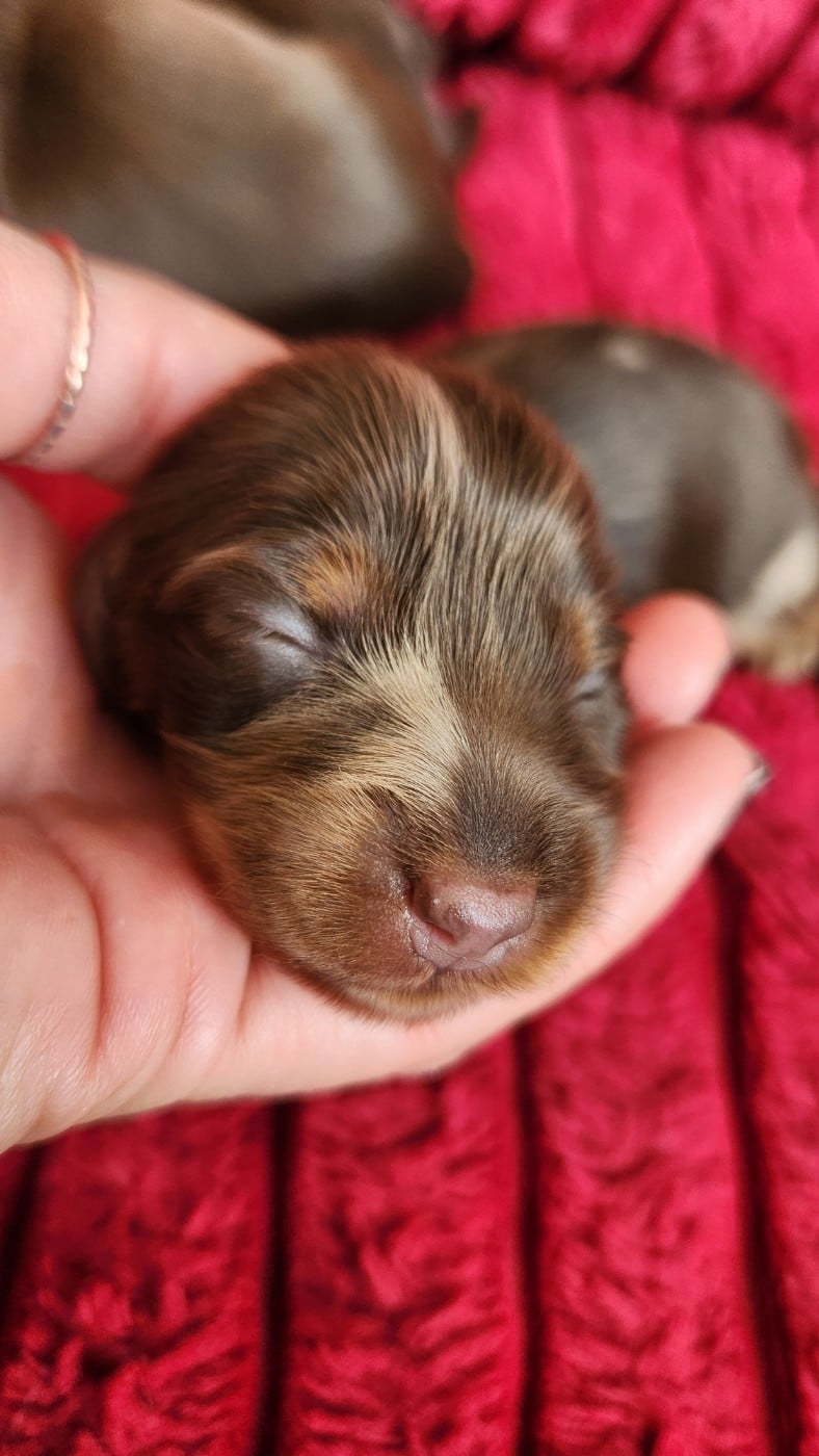 Femelle Kaninchen/ naine merle ( arlequin) marron