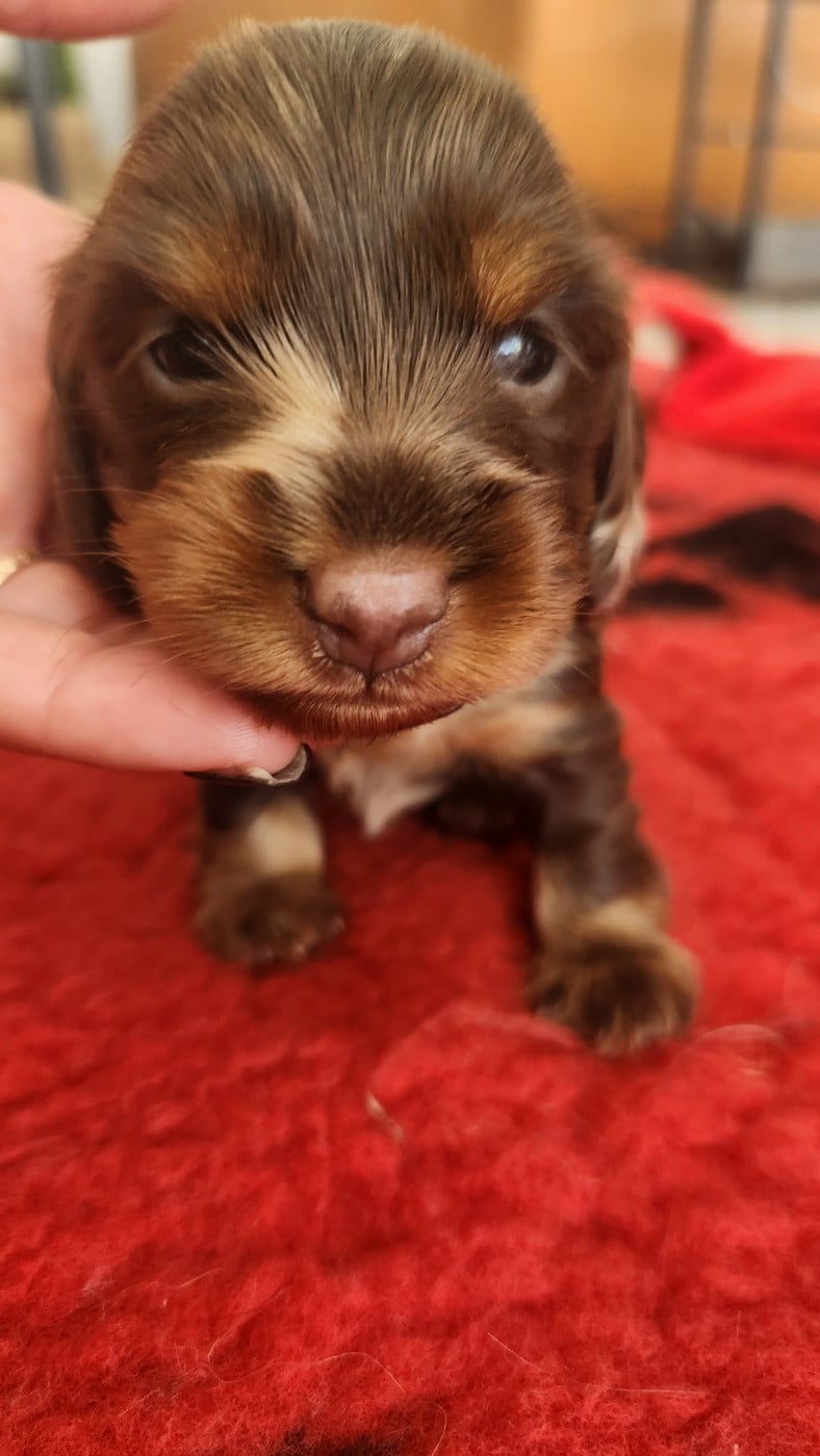 Bonnie