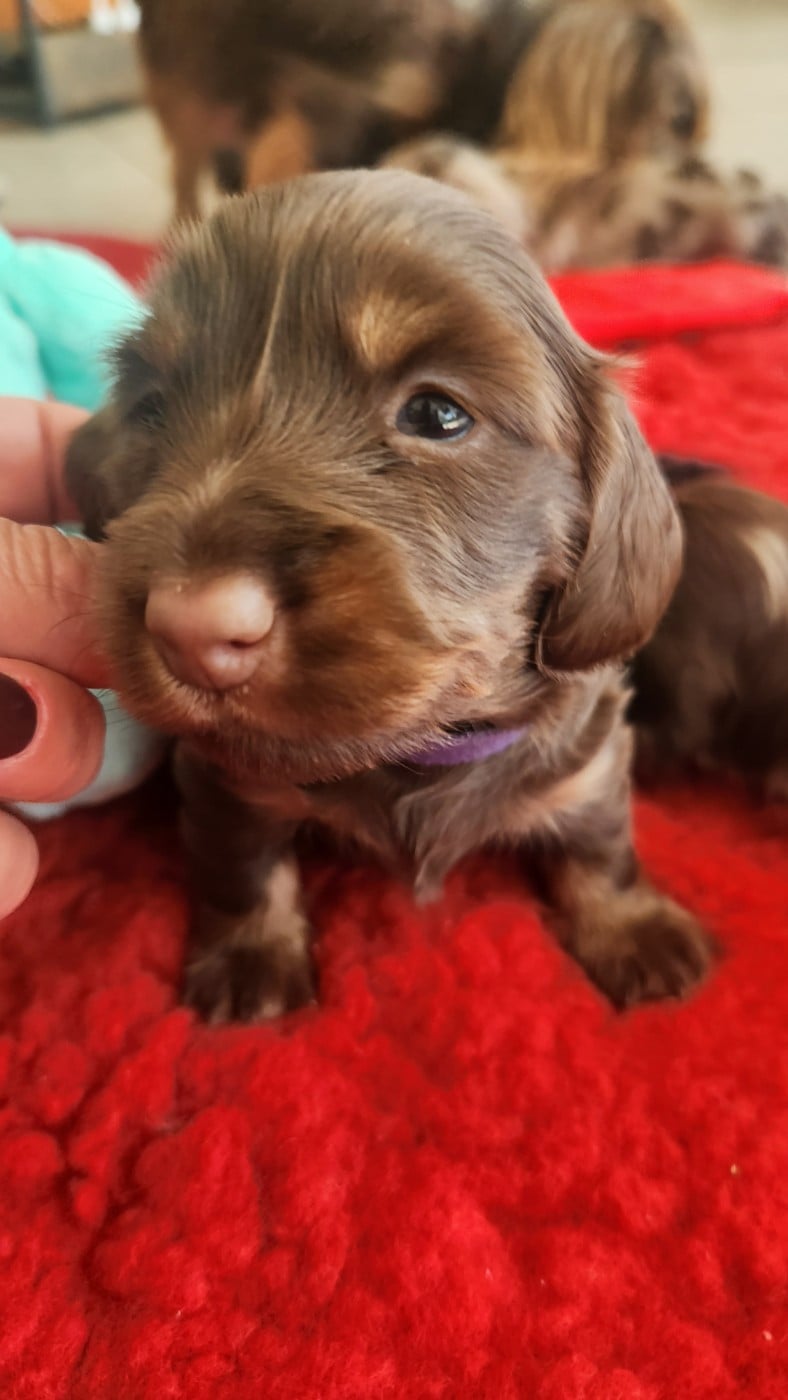 Bonnie