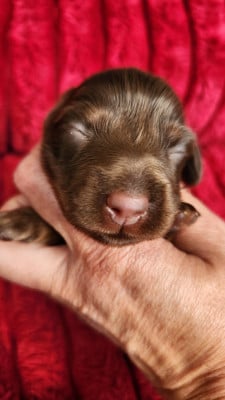 Les chiots de Teckel poil long