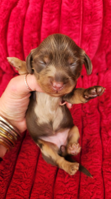 Les chiots de Teckel poil long