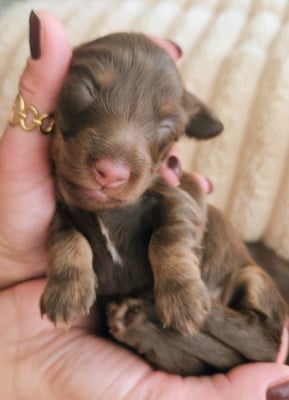 Les chiots de Teckel poil long